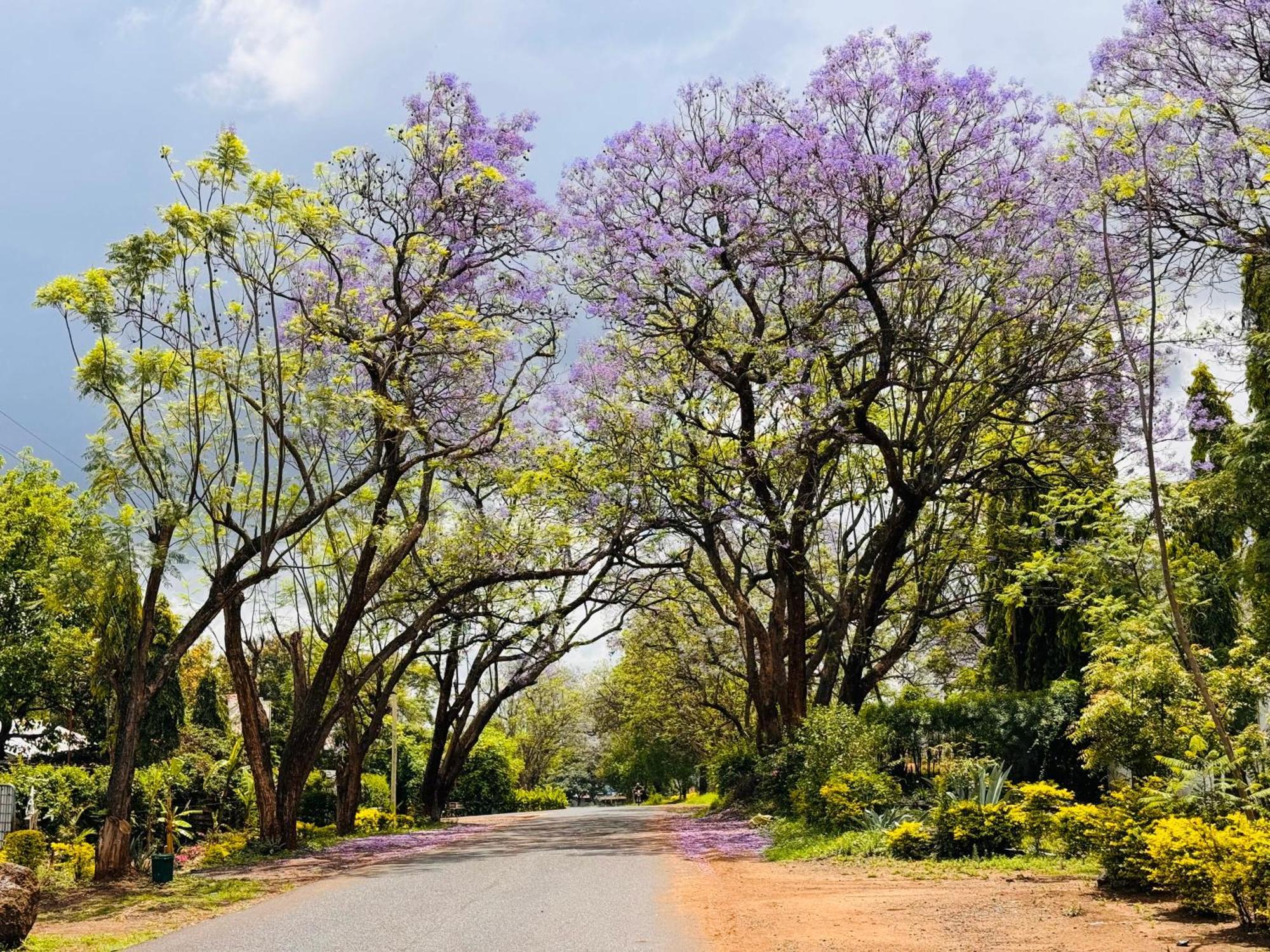 Karibu Africa Home Moshi Zewnętrze zdjęcie