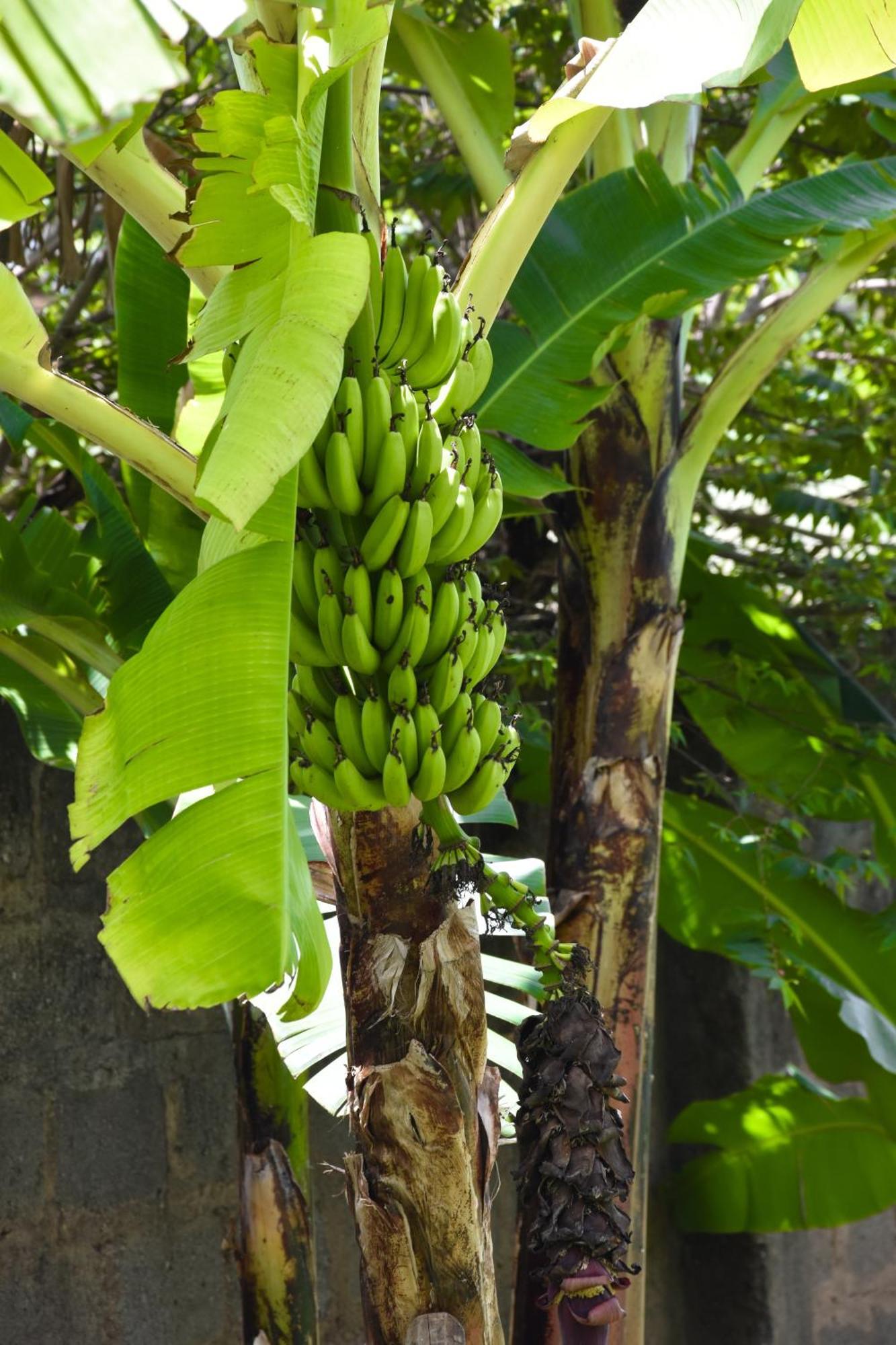 Karibu Africa Home Moshi Zewnętrze zdjęcie